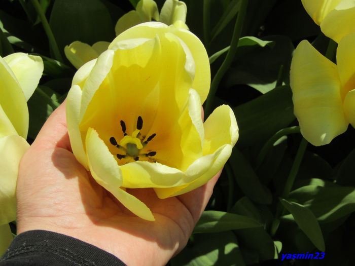 Keukenhof.06.05.2016 290
