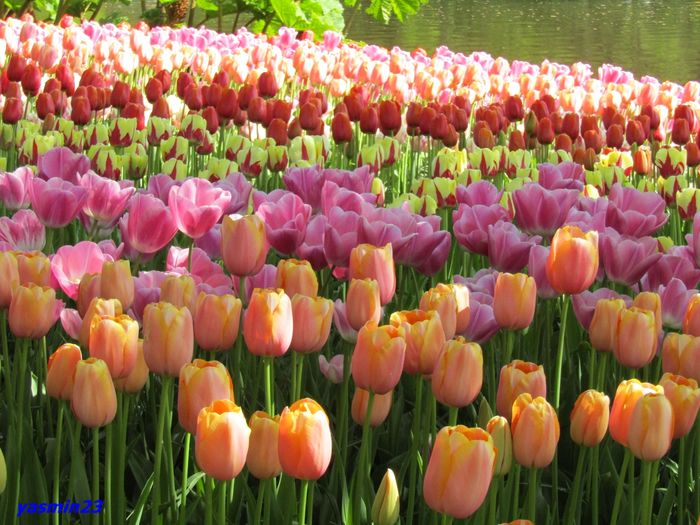 Keukenhof.06.05.2016 293