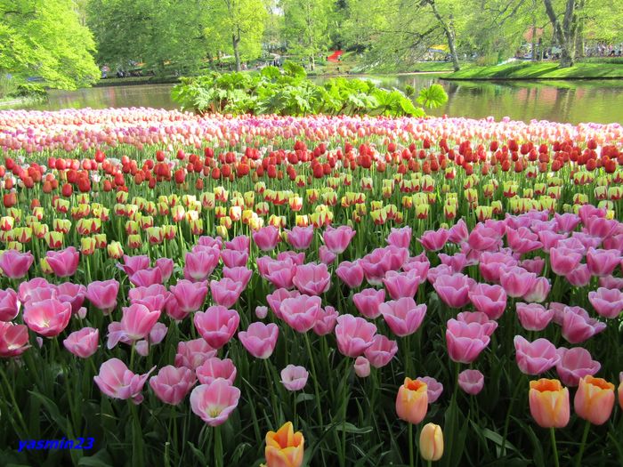 Keukenhof.06.05.2016 294
