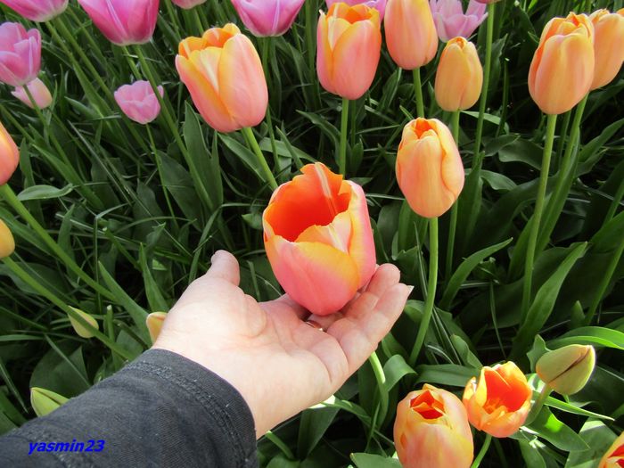 Keukenhof.06.05.2016 295 - 1Keukenhof Olanda 2016