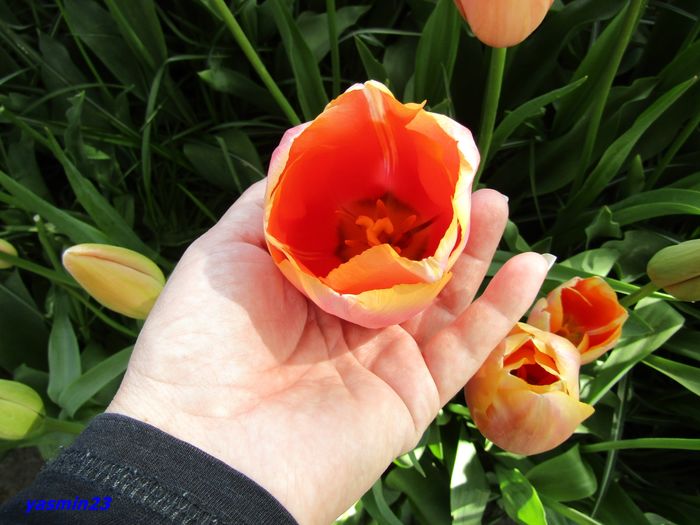 Keukenhof.06.05.2016 296
