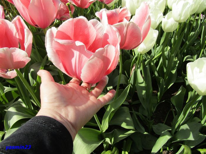 Keukenhof.06.05.2016 302