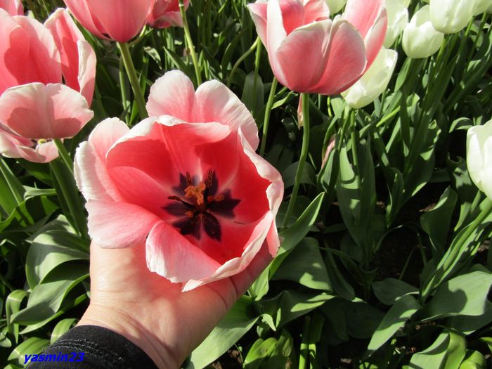Keukenhof.06.05.2016 303