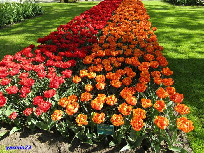 Keukenhof.06.05.2016 308