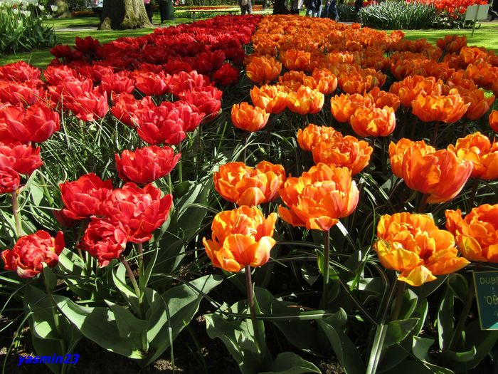 Keukenhof.06.05.2016 309