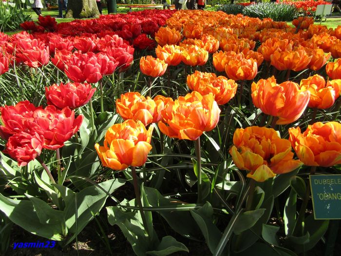 Keukenhof.06.05.2016 310