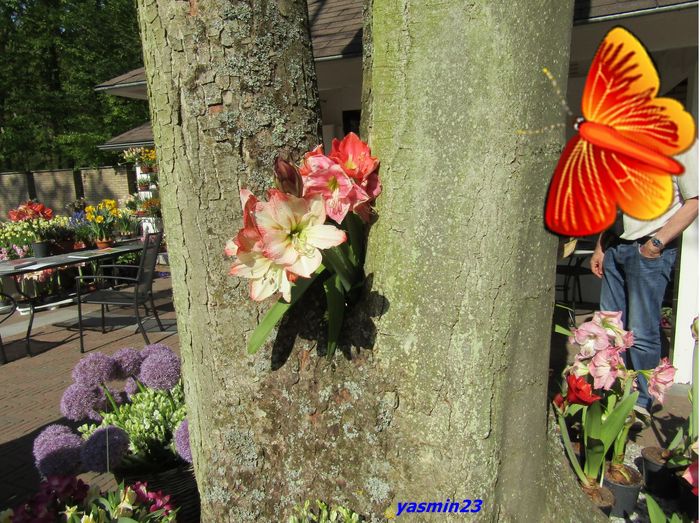 Keukenhof.06.05.2016 314