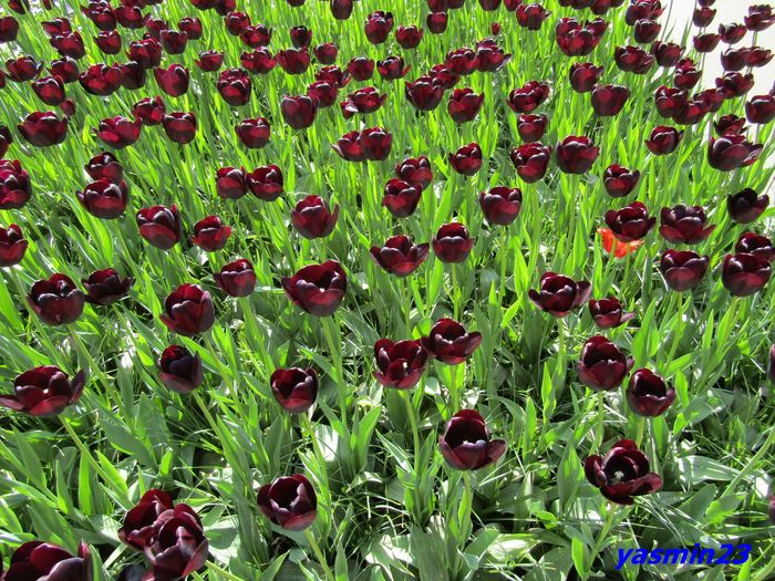 Keukenhof.06.05.2016 316