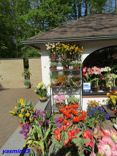 Keukenhof.06.05.2016 319