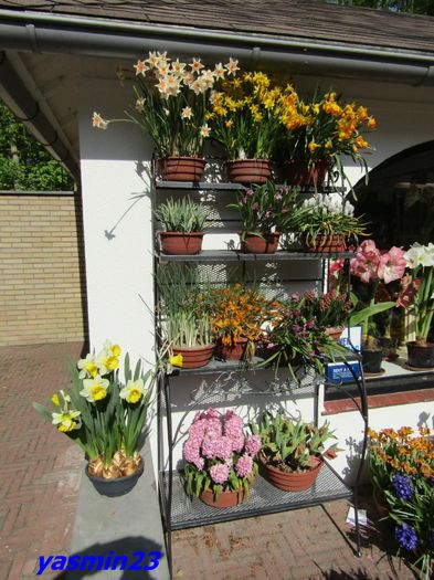 Keukenhof.06.05.2016 322; in fata unui Magazin...
