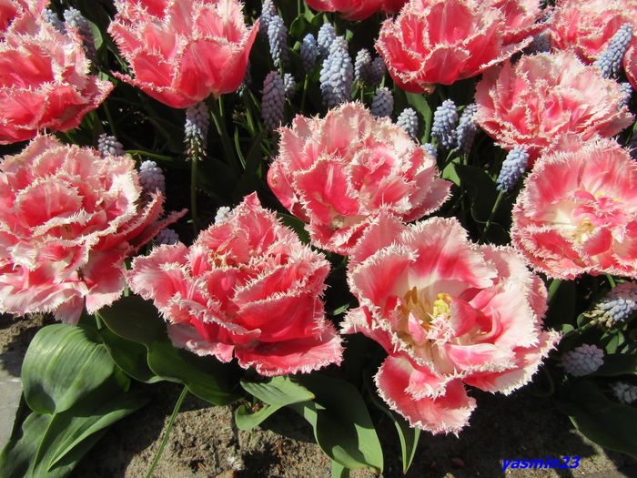 Keukenhof.06.05.2016 323