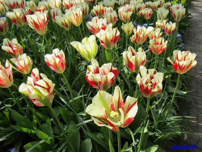 Keukenhof.06.05.2016 325