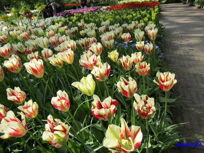 Keukenhof.06.05.2016 326 - 1Keukenhof Olanda 2016