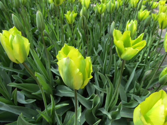Keukenhof.06.05.2016 327