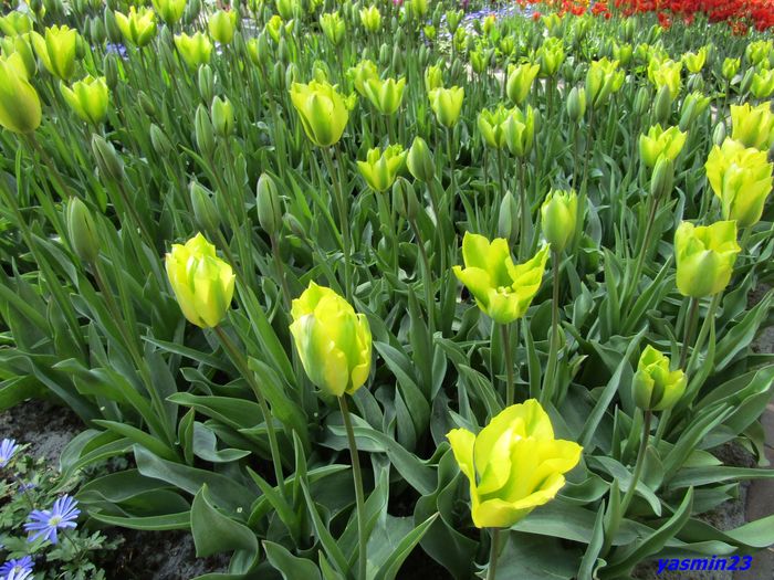 Keukenhof.06.05.2016 328