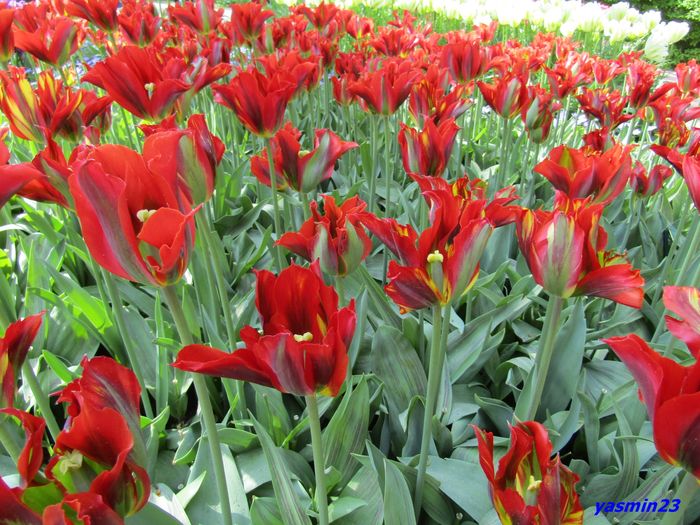Keukenhof.06.05.2016 329
