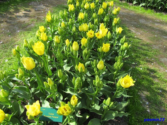 Keukenhof.06.05.2016 335