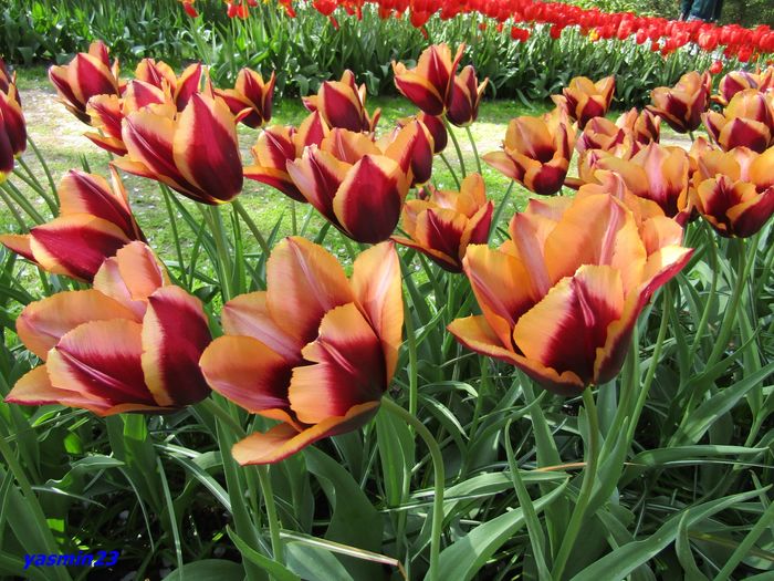 Keukenhof.06.05.2016 336