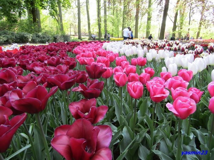 Keukenhof.06.05.2016 340