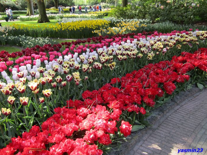 Keukenhof.06.05.2016 343