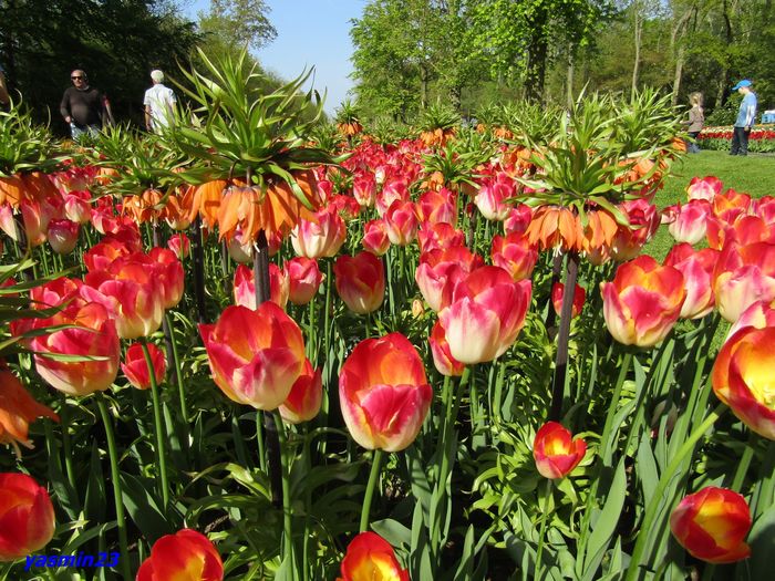 Keukenhof.06.05.2016 345 - 1Keukenhof Olanda 2016