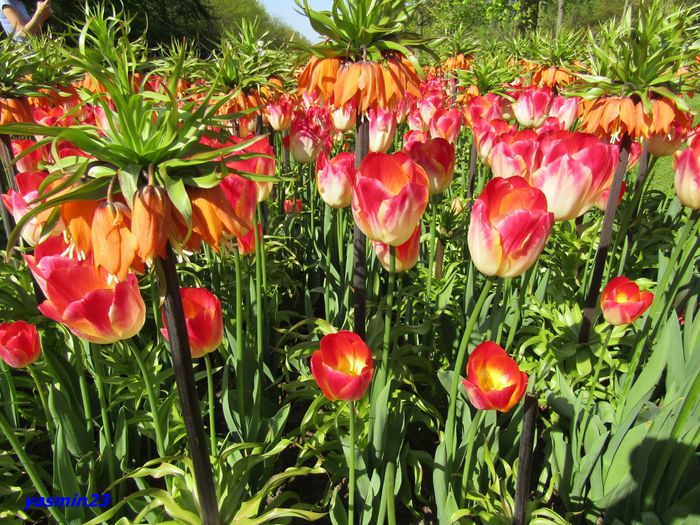 Keukenhof.06.05.2016 346