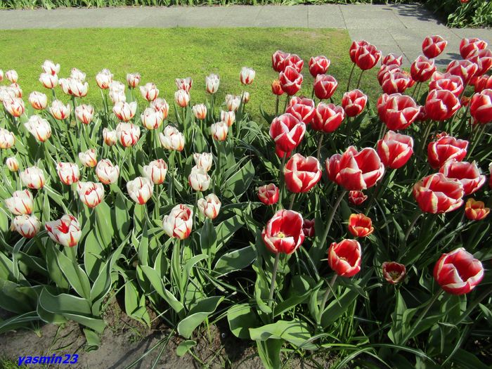 Keukenhof.06.05.2016 349