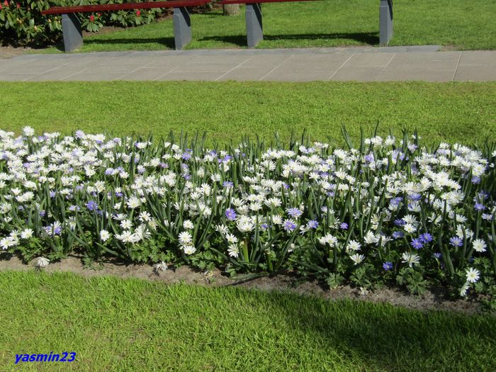 Keukenhof.06.05.2016 353