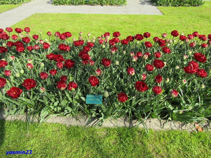 Keukenhof.06.05.2016 354