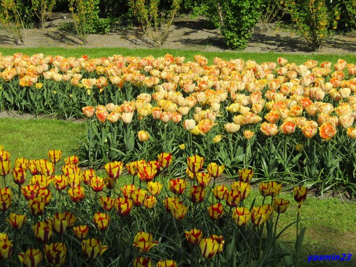 Keukenhof.06.05.2016 355