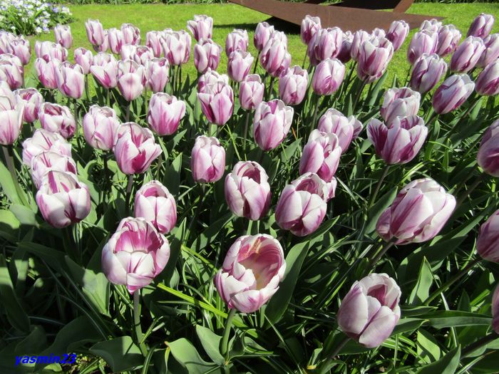 Keukenhof.06.05.2016 356