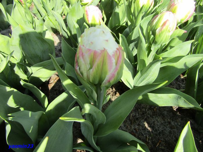 Keukenhof.06.05.2016 358 - 1Keukenhof Olanda 2016