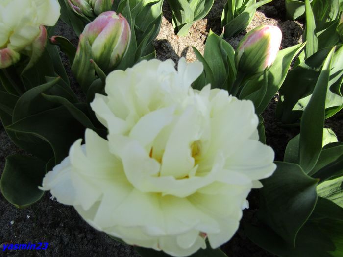 Keukenhof.06.05.2016 360 - 1Keukenhof Olanda 2016