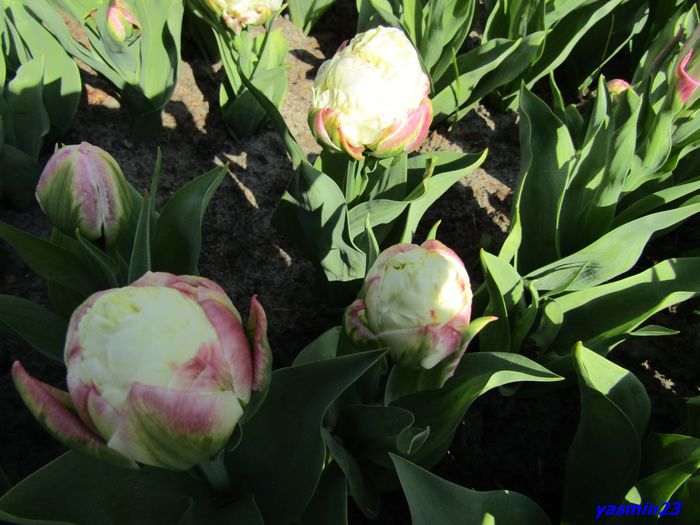 Keukenhof.06.05.2016 361 - 1Keukenhof Olanda 2016