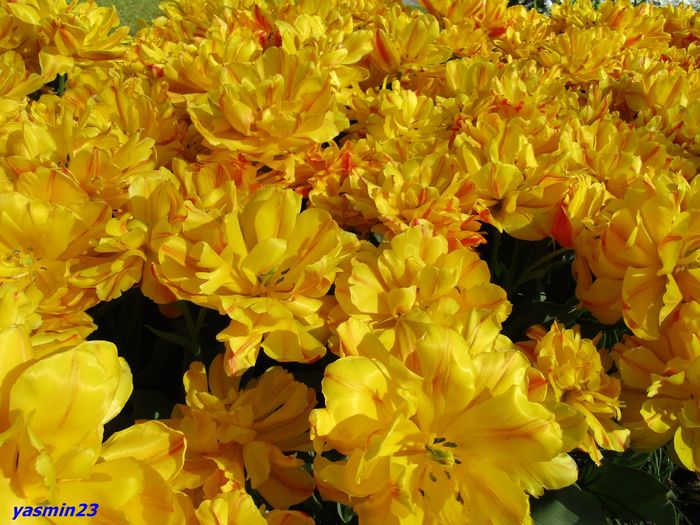 Keukenhof.06.05.2016 363 - 1Keukenhof Olanda 2016