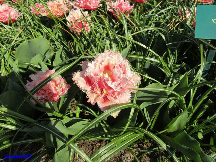 Keukenhof.06.05.2016 364 - 1Keukenhof Olanda 2016