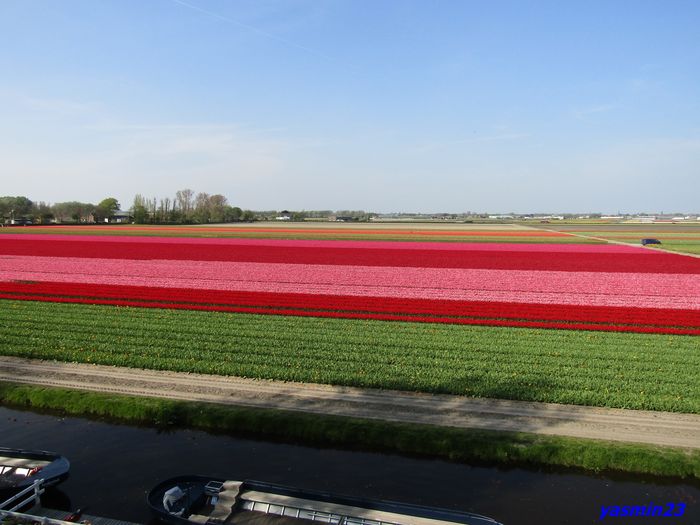Keukenhof.06.05.2016 425 - 1Keukenhof Olanda 2016