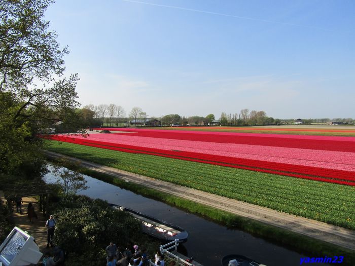 Keukenhof.06.05.2016 426