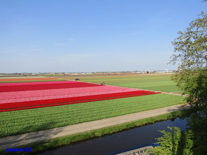 Keukenhof.06.05.2016 427