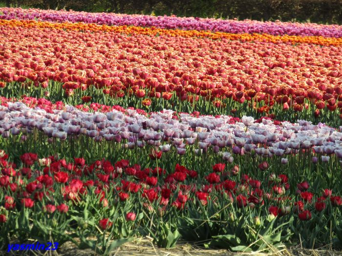 Keukenhof.06.05.2016 464