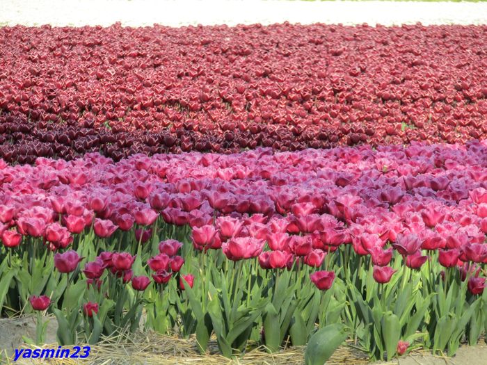 Keukenhof.06.05.2016 465 - 1Keukenhof Olanda 2016