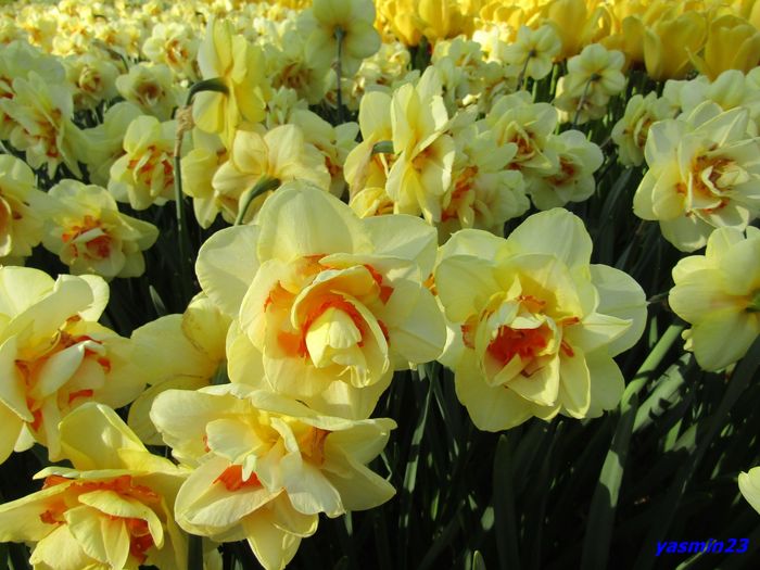 Keukenhof.06.05.2016 466 - 1Keukenhof Olanda 2016