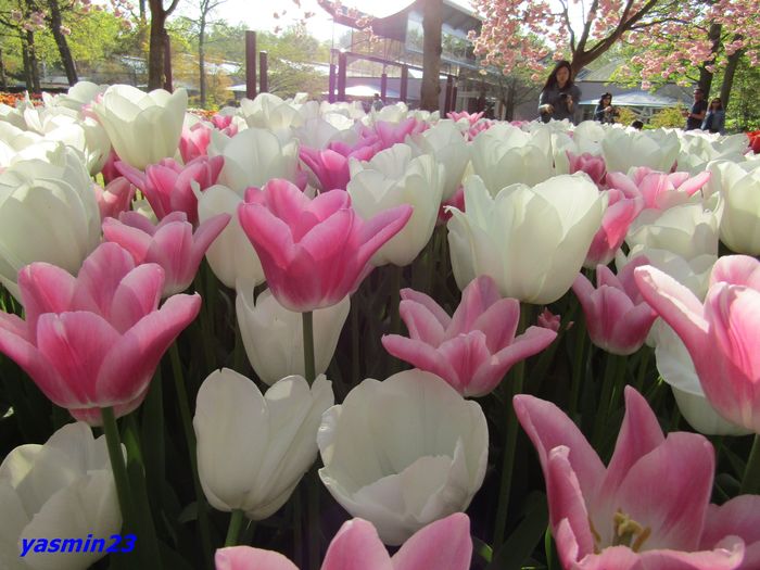 Keukenhof.06.05.2016 468 - 1Keukenhof Olanda 2016