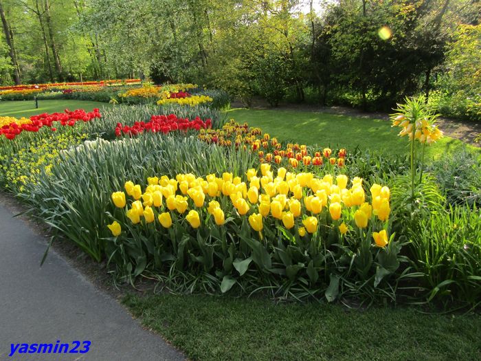 Keukenhof.06.05.2016 539 - 1Keukenhof Olanda 2016
