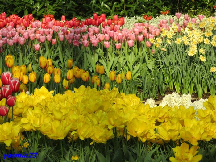 Keukenhof.06.05.2016 540 - 1Keukenhof Olanda 2016