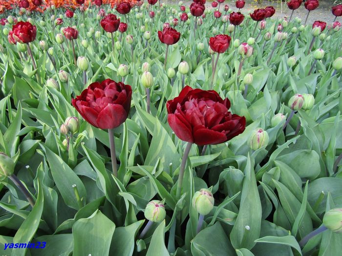 Keukenhof.06.05.2016 544