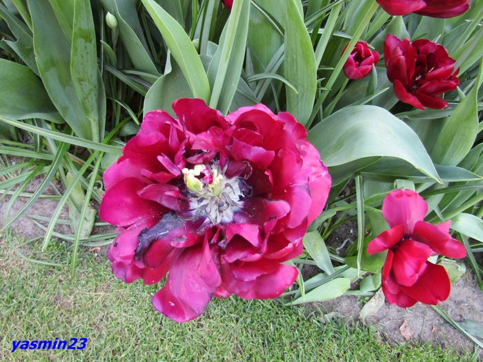 Keukenhof.06.05.2016 553