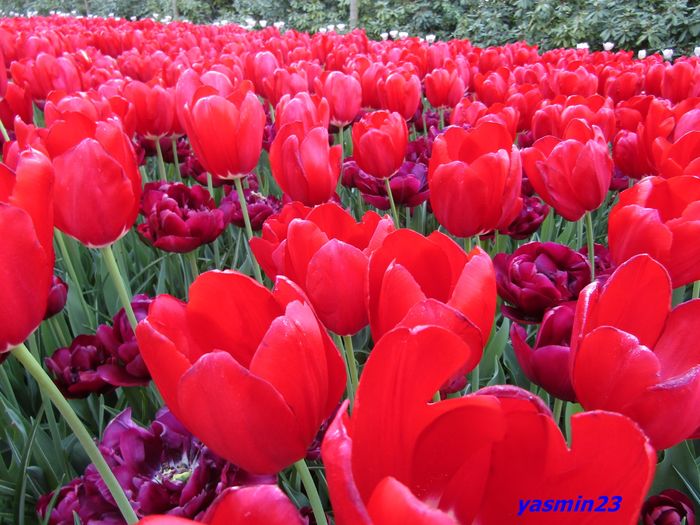 Keukenhof.06.05.2016 554