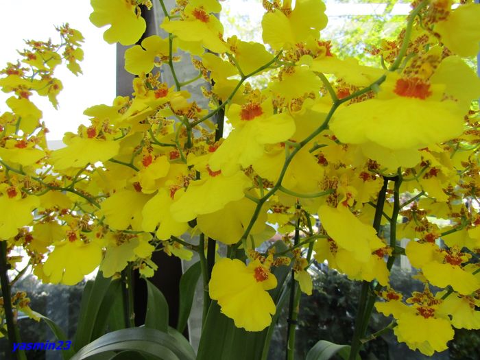 Oncidium - 3Keukenhof  Olanda Parada modei