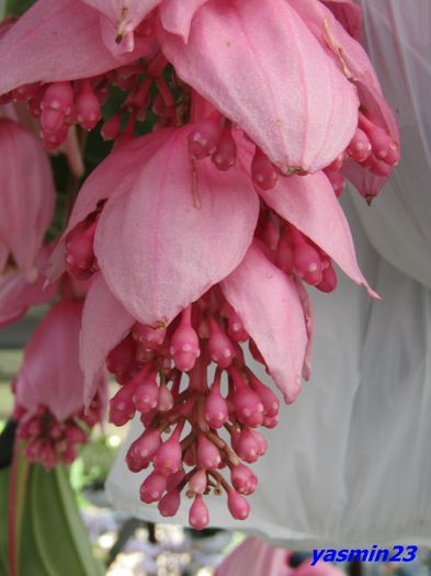 Keukenhof.06.05.2016 390 - 3Keukenhof  Olanda Parada modei